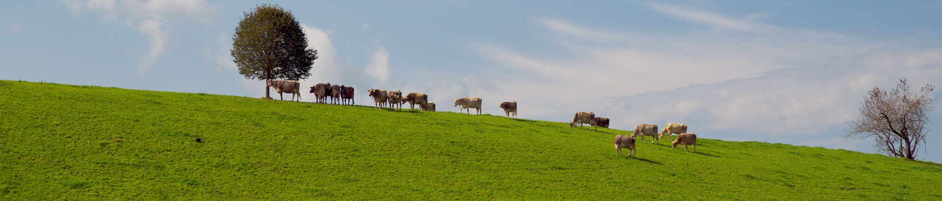 Dairy & GT Feed Products